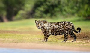 onça pintada animal brasileiro do pantanal