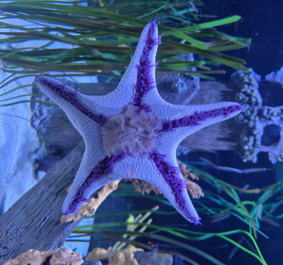 Estrela do mar no aquario do Epcot