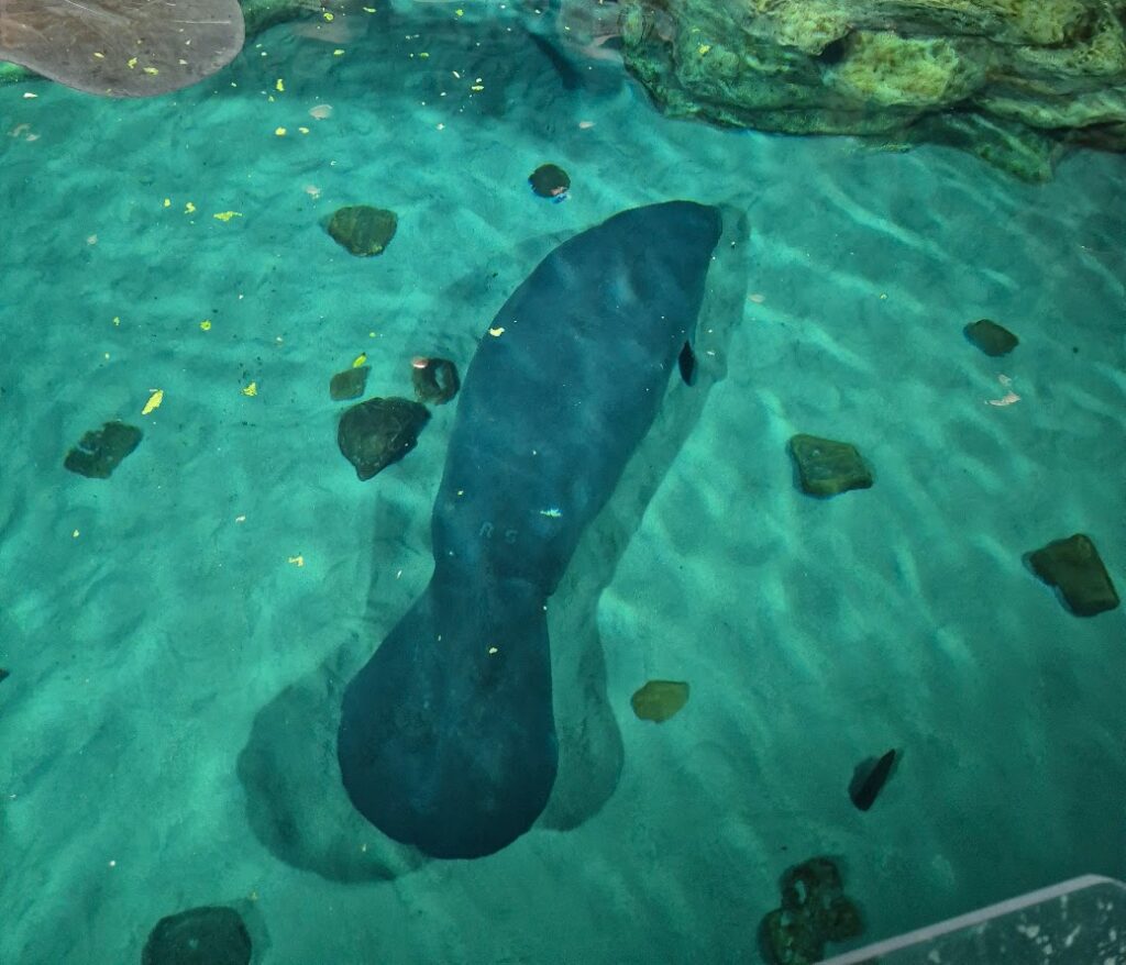 Peixe boi no aquario do epcot